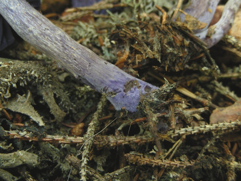 Facciamo due passi tra gli abeti